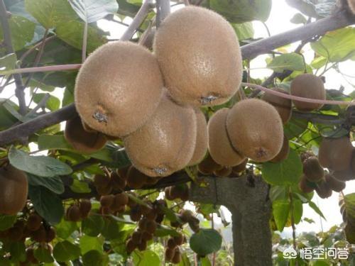 奇异果的原产地，眉县和周至，哪个是猕猴桃之乡