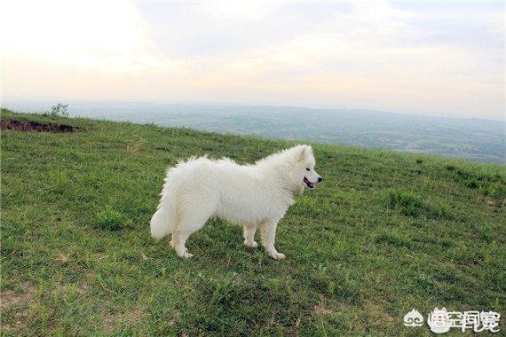 纯种罗威纳犬价格多少:萨摩耶一般一只多少钱？好不好养？网上哪里可以买？