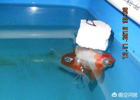 金鱼失鰾怎么办 头条问答