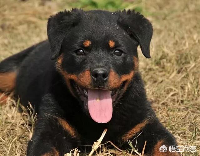 罗威拿犬:罗威纳和德牧哪种更适合作家庭宠物犬？ 罗威纳犬市场价多少钱