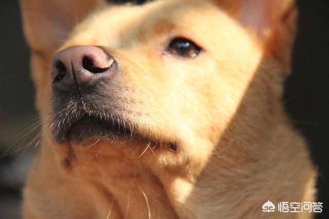 珍岛狗和田园犬:珍岛犬和田园犬区别 如果站在狗的角度，你觉得农村的田园犬和城里的宠物狗谁更快乐？