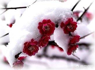 古今中外,有哪些描写雪的句子？