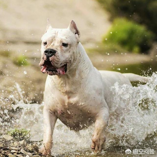 恶霸犬攻击性强吗，世界上有哪些猛犬打斗能力强