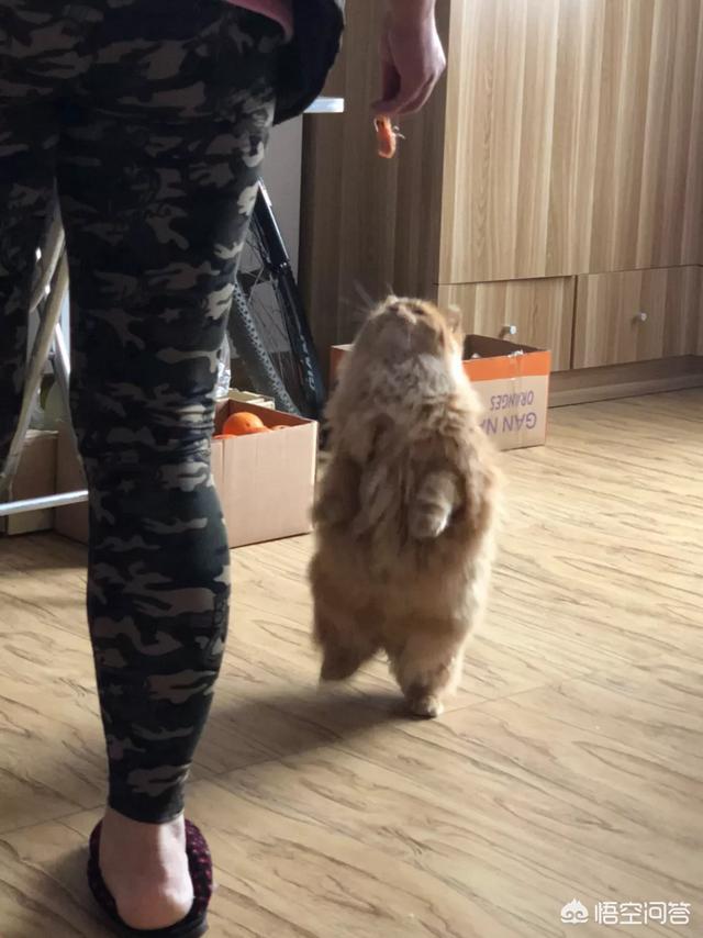 褴褛猫吧:网友养了只田园猫被养蓝猫的同学嫌弃，不是品种猫真的就差吗？