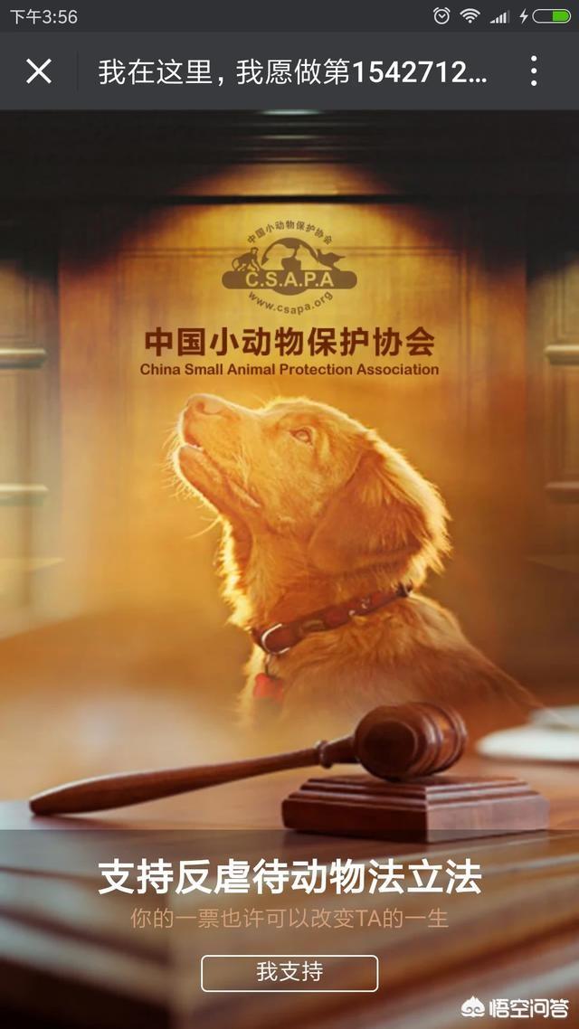 宠物领养中心:潍坊宠物领养中心在哪儿？