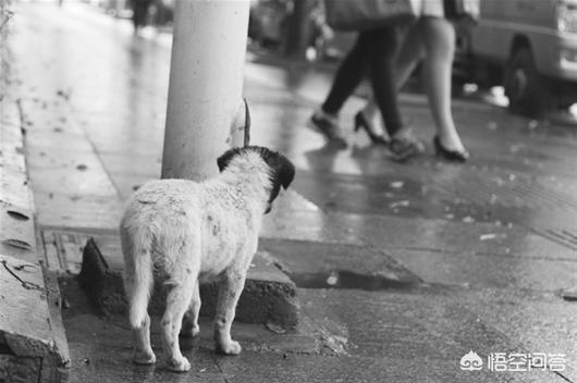 罗密欧与流浪狗 下载:看到流浪猫和狗就爱喂点吃的，流浪狗把人咬了。自己用负责吗？