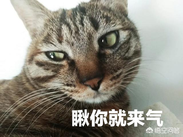 凶猫:不亲近人，凶狠的猫适合继续家养下去吗？