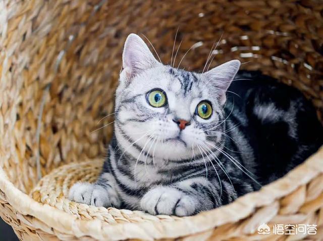 捉猫猫:乡下抓的猫可以当宠物猫养嘛？ 捉猫猫游戏