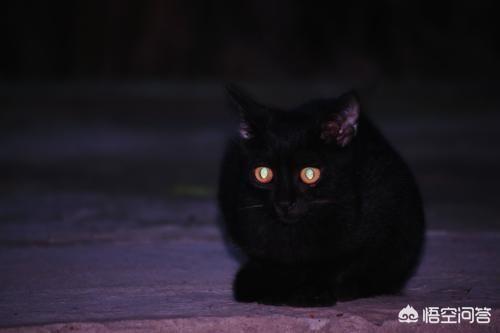 猫与狗的灵异事件:晚上狗和猫的眼睛为什么发光？