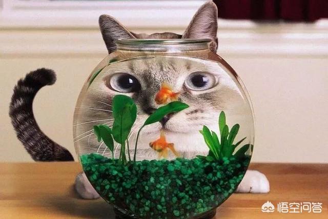 猫咪爱上鱼(猫咪爱上鱼)