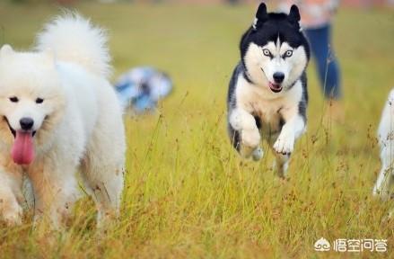 中小型犬:有没有价格在1000左右的中小型犬推荐？