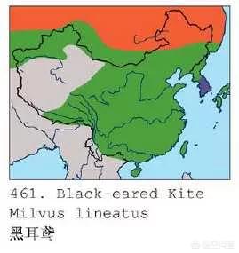 红腿小隼:家养鸽子在窝里总听到红隼的叫声会怎么样