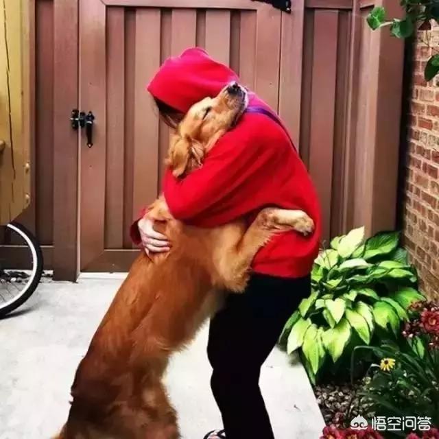 超萌小狗图片daquan:养大型狗和小型狗有什么区别？