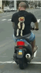 超萌小狗图片daquan:养大型狗和小型狗有什么区别？