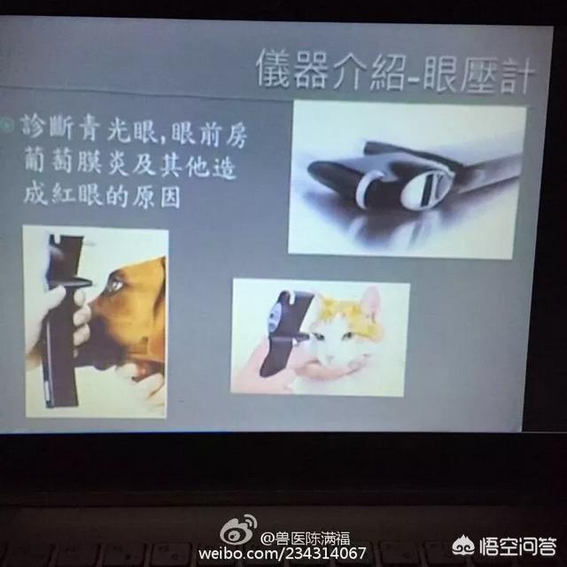 拳师犬疾病:拳师犬装甲车 狗狗眼角膜溃疡用什么药最有效？