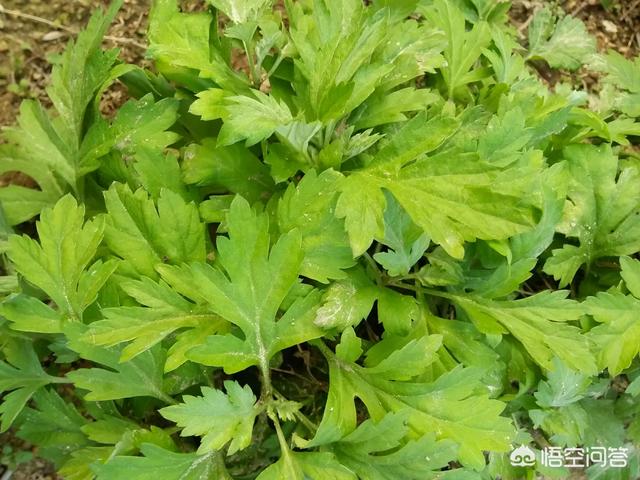 头条问答 - 艾花是什么样的,有什么功效?(16个回答)