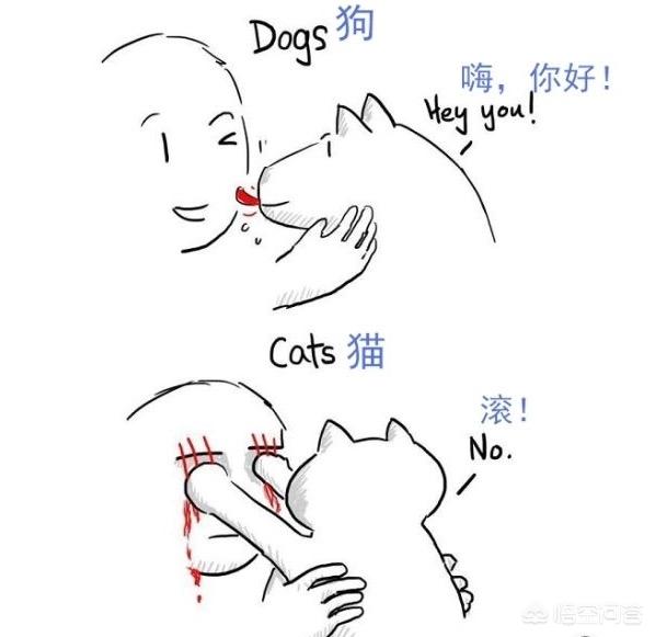两只猫的二重奏视频:养猫为什么会上瘾？明明已经有两只了，为啥还想再养？