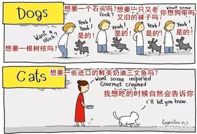 两只猫的二重奏视频:养猫为什么会上瘾？明明已经有两只了，为啥还想再养？