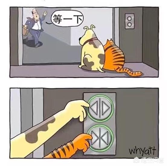 两只猫的二重奏视频:养猫为什么会上瘾？明明已经有两只了，为啥还想再养？