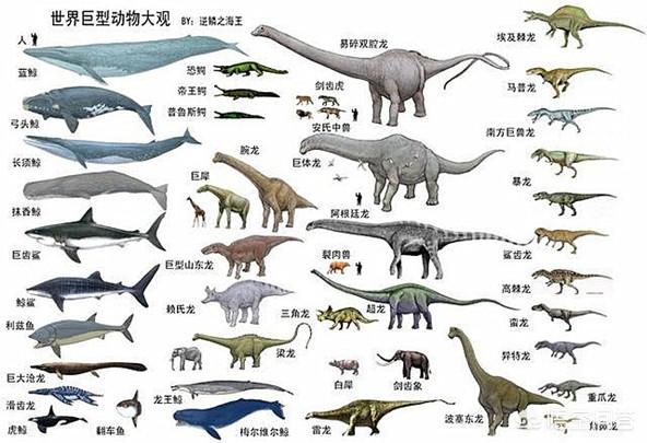 大王具足虫:地球上有史以来最大的动物是什么