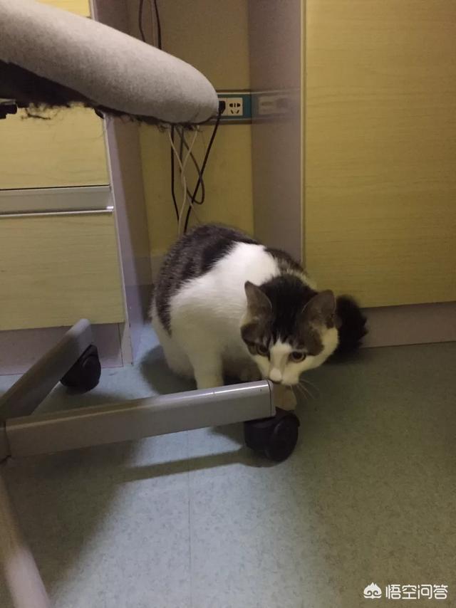 猫吃生骨肉一天多少克:猫生骨肉一天喂多少 关于猫咪寄生虫问题，生骨肉喂养的猫咪，需要更勤做驱虫么？