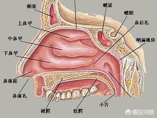 老是鼻塞是什么原因 知乎