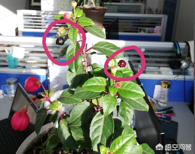 金铃花有种子吗:倒挂金钟，开花后留下这么个像果实的东西，里面有种子吗？
