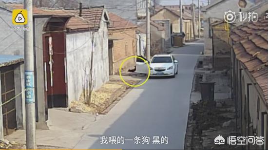 偷狗贼:那些偷狗贼被人们抓住了都是什么下场？ 偷狗犯法吗能判多长时间