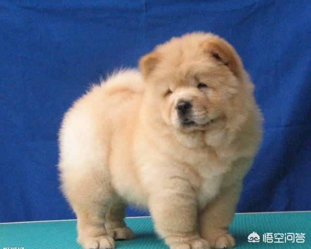 广东中国沙皮犬:中国本土狗狗都有哪些品种？ 中国沙皮犬价格