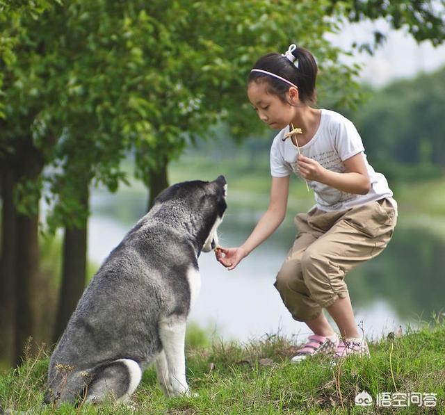 狗狗心事第24章:新出生的婴儿抱回家，狗狗是如何识别她是小主人而不咬她的？