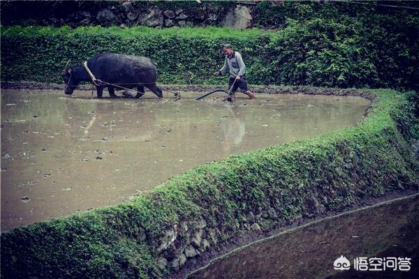下联：月亮西窗照无眠,怎么对上联？