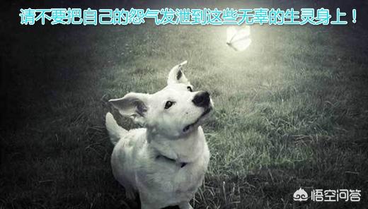 男子当街生火烤狗拍虐狗视频:北京一男子遛自家宠物狗，抡砖狠心砸死流浪狗，你怎么看？ 男子街头疯狂虐狗
