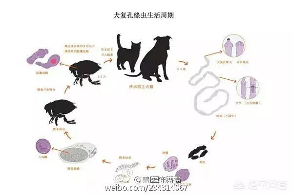 海乐妙体内驱虫会拉虫吗:海乐妙驱虫会拉肚子吗 猫咪吃了体内驱虫药没看见拉出来虫子？