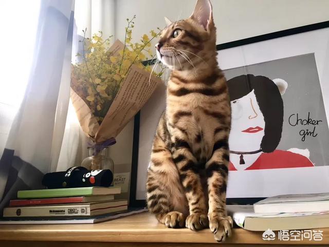 特别的猫:有个超级粘人的猫是什么感受？