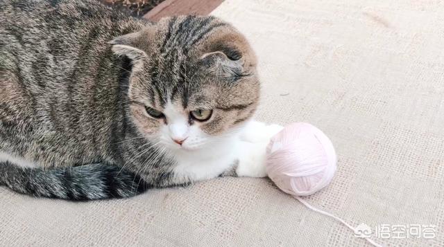 健康猫:该不该安乐死一只健康的宠物猫？