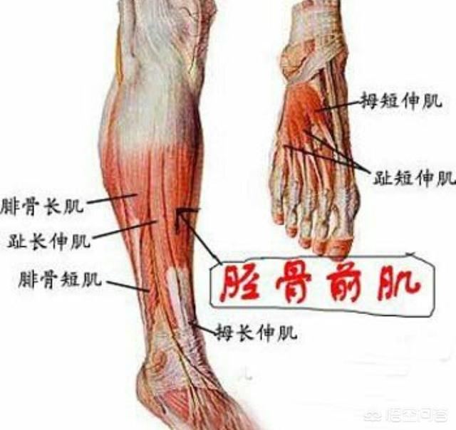 前腿是人体那个部位图片
