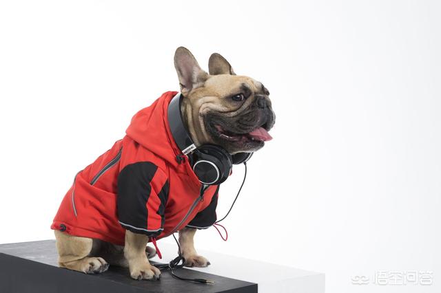 豆柴犬自己盖被子:给宠物穿衣服的主人考虑过宠物的感受吗？