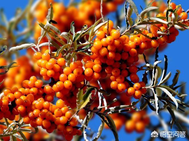 长芒杜英果功效:苍耳子最大的作用是什么？
