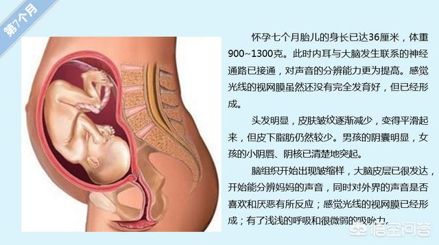 胎儿的发育过程:怀孕各周期胎儿发育是怎么样变化的？