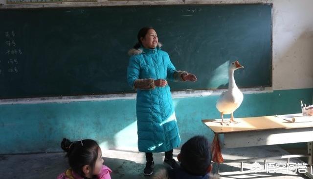 家养大鹅的祖先:如何看待洛阳乡村教师把大鹅带进教室，给孩子们上课