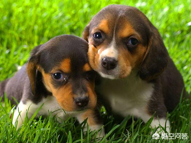 国产猛犬排行榜:目前有哪些狗狗比较流行？ 中国猛犬排行榜前十名