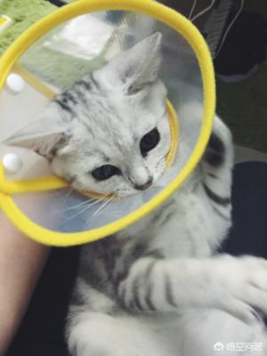 祥生牌癣螨净886:猫咪得了猫藓怎么办？会传染人吗？