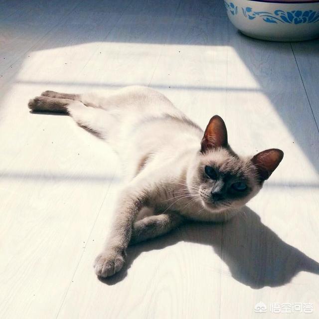 祥生牌癣螨净886:猫咪得了猫藓怎么办？会传染人吗？