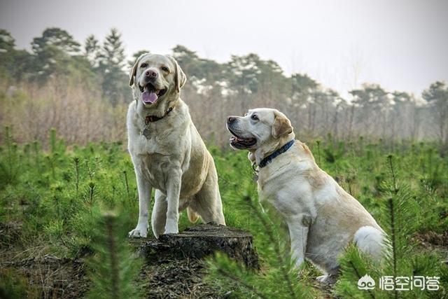 军犬沙皮犬图片:“一甲顶三弩，三甲进地府”，私藏甲胄为何被历代王朝冠以重罪？ 大型沙皮犬图片