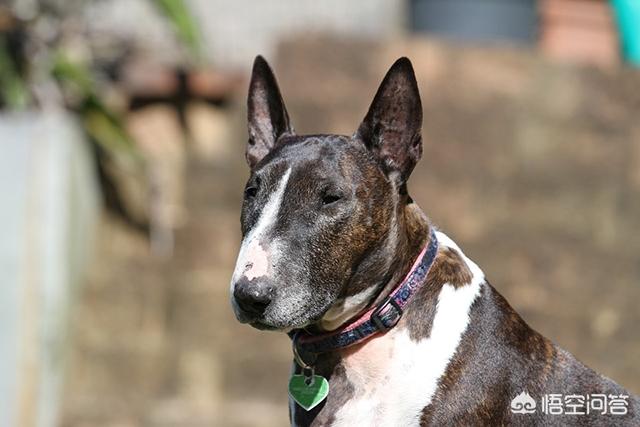 最好的中型护卫犬有哪些:最多的护卫犬是什么品种 看家护院养什么品种狗最好？