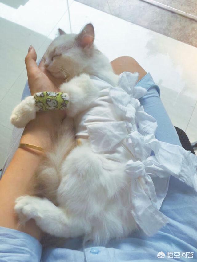 常州猫咪绝育多少钱:常州猫咪绝育要多少钱 母猫做绝育手术多少钱，多长时间能恢复？