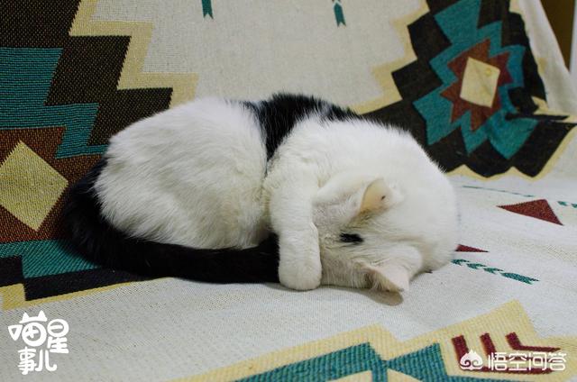 家猫品种哪种好看些:什么猫适合家养，要可爱，温顺不会抓家具的？