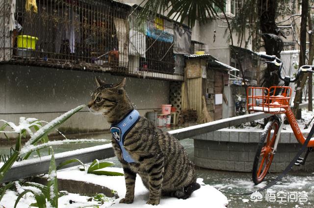 常见宠物猫的品种及图片:请问哪种品种的猫颜值高，性格也温顺呢？