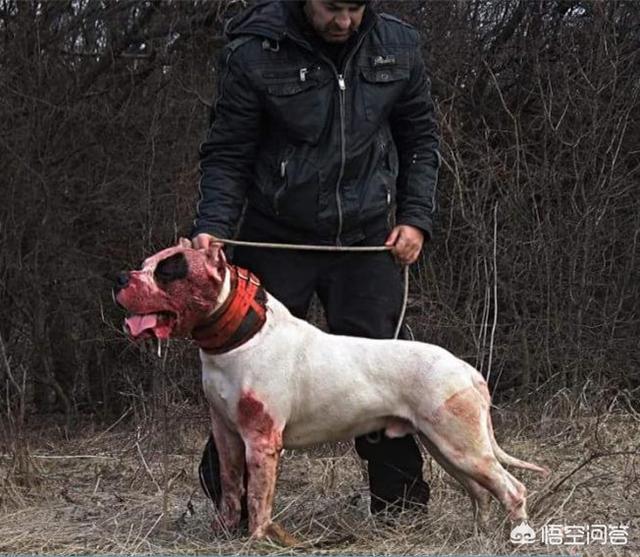 杜高犬打架视频:杜高卡斯罗哪个打架更厉害一些？