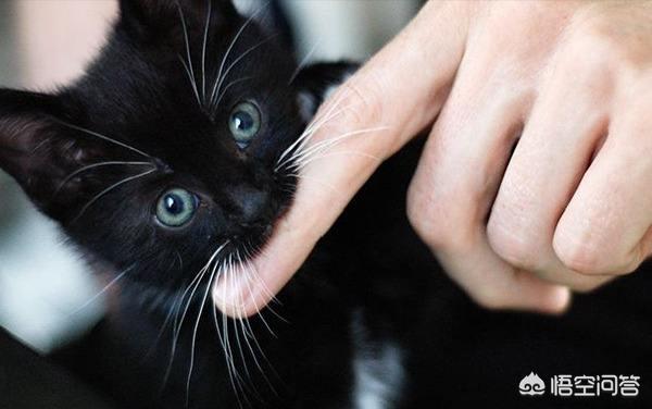 被猫抓伤渗了一点点血打疫苗:被猫隔着衣服抓了，流一点血要打狂犬疫苗吗？